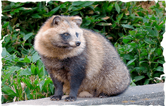 Tanuki ngoài đời thực với chiếc mõm nhọn và bộ lông mềm mịn. Ảnh: wikipedia.org