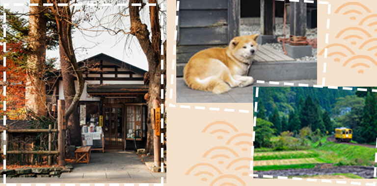 Akita - hành trình khó quên tìm về quê hương của loài quốc khuyển Nhật Bản