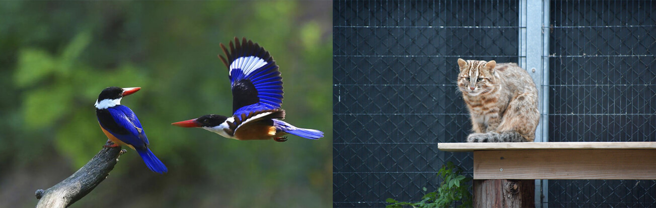 Chim bói cá mũ đen và Mèo Tsushima là hai trong số nhiều động vật đặc trưng tại hòn đảo.