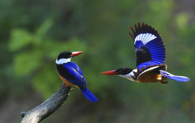 Chim bói cá mũ đen