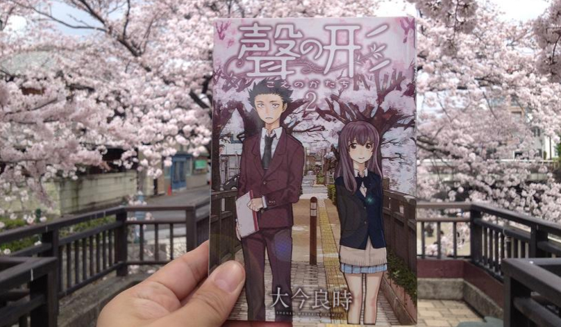 Cảnh hoa anh đào nở tương tự trong anime “A Silent Voice”.