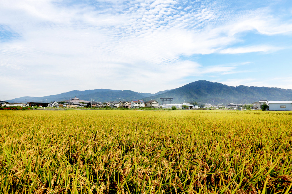 Núi Miwa phía bên kia cánh đồng ở tỉnh Nara.
