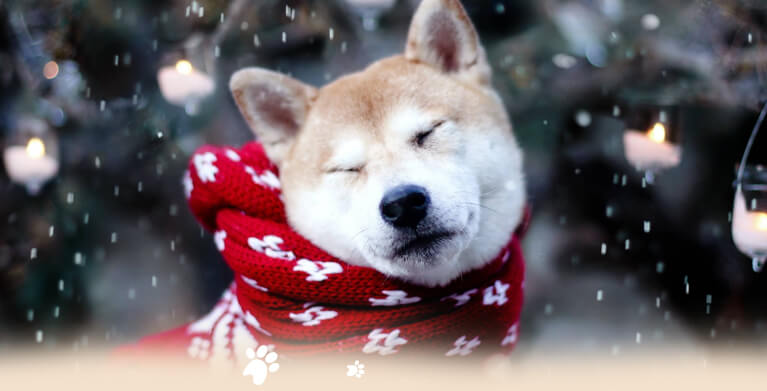 Akita - Vùng đất xinh đẹp của loài quốc khuyển Nhật Bản Akita - Vùng đất xinh đẹp của loài quốc khuyển Nhật Bản