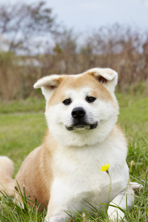 Có 15 tiêu chí để đánh giá một chú khuyển Akita tham gia trong buổi triển lãm, chẳng hạn như: Vành tai phải dày và có hình tam giác rõ ràng và hơi nghiêng về phía trước. Đuôi phải tròn mẩy cứng cáp và cuộn tròn đẹp đẽ. Răng phải chắc và đều. Mắt màu nâu sậm.Lưng thẳng và dẻo dai.Trong thời gian thi không được ngồi hay ngọ nguậy