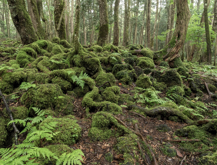 Cảnh tượng ghê rợn bên trong khu rừng bị nguyền rủa
