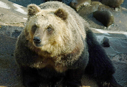 Gấu nâu Ussuri Nhật Bản. Ảnh: Wikicommons