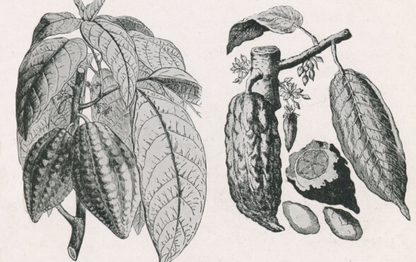 Là loại cây nhiệt đới, ca cao khó canh tác tại Nhật.