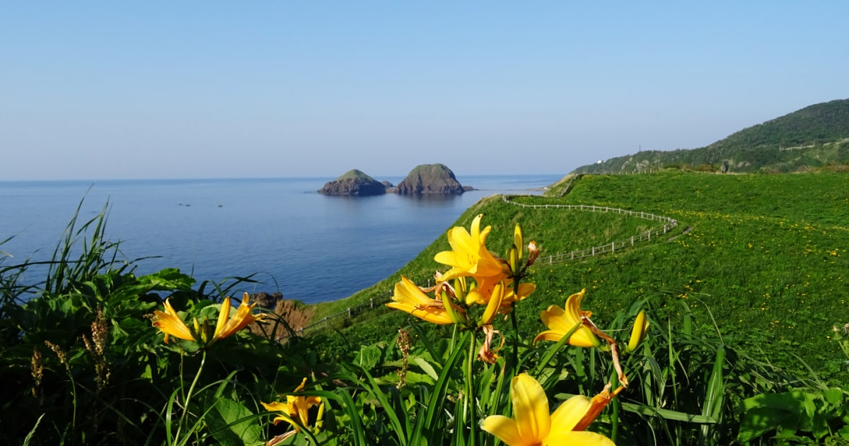 Kanzo (hoa hiên) nở rộ vào khoảng cuối tháng 5 đến đầu tháng 6, phủ sắc vàng rực rỡ lên đảo Sado