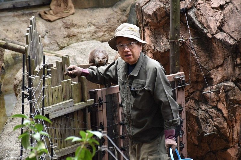 Một nhân viên sở thú đang cho rái cá ăn Một nhân viên sở thú đang cho rái cá ăn