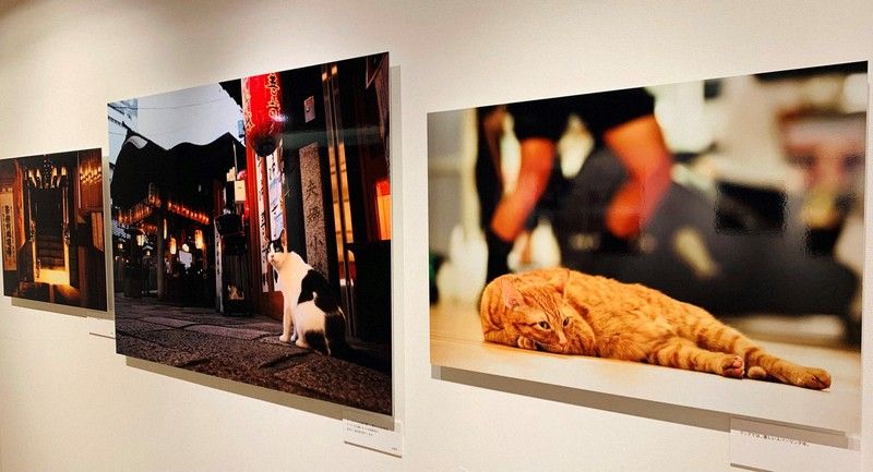 triển lãm ảnh mèo