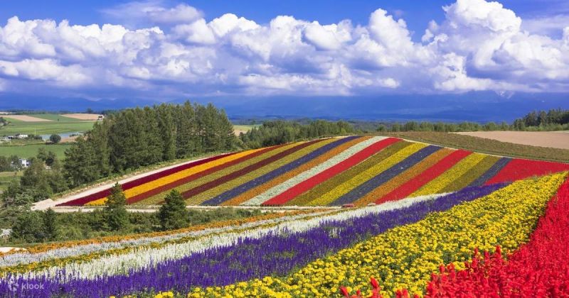 thảm hoa ở Hokkaido