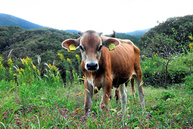 trang trại chăn nuôi