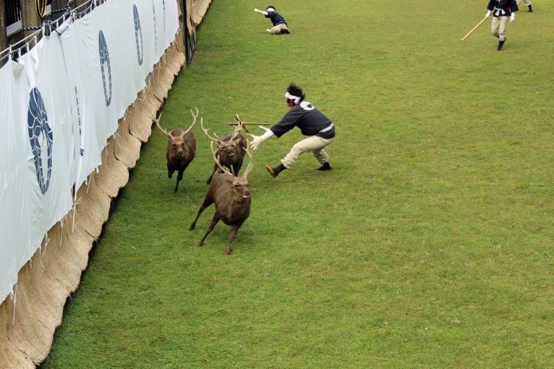 gạc hươu gạc hươu