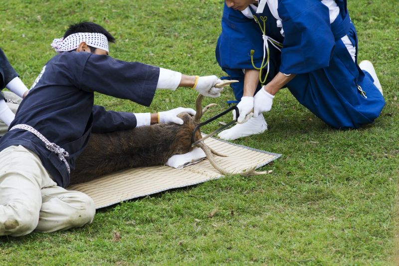 nghi lễ cắt gạc hươu nghi lễ cắt gạc hươu