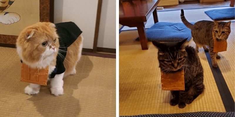 mèo giúp việc trong chùa