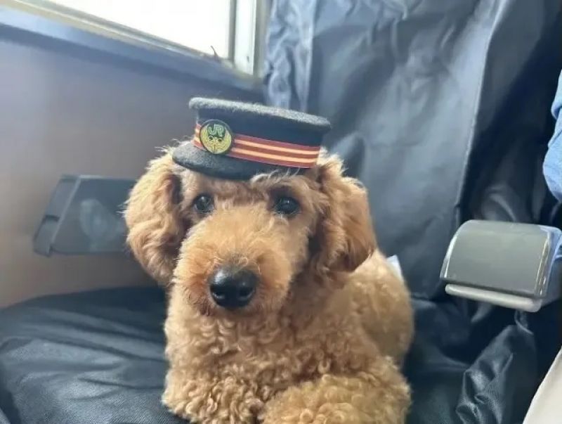 Chó cưng chụp ảnh cosplay.