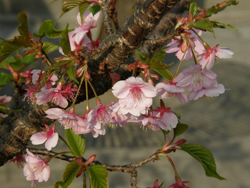 Kawazu zakura có lẽ là sakura nở hoa sớm nhất