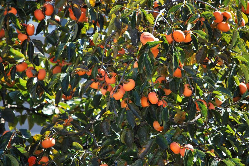 hồng kaki hồng kaki