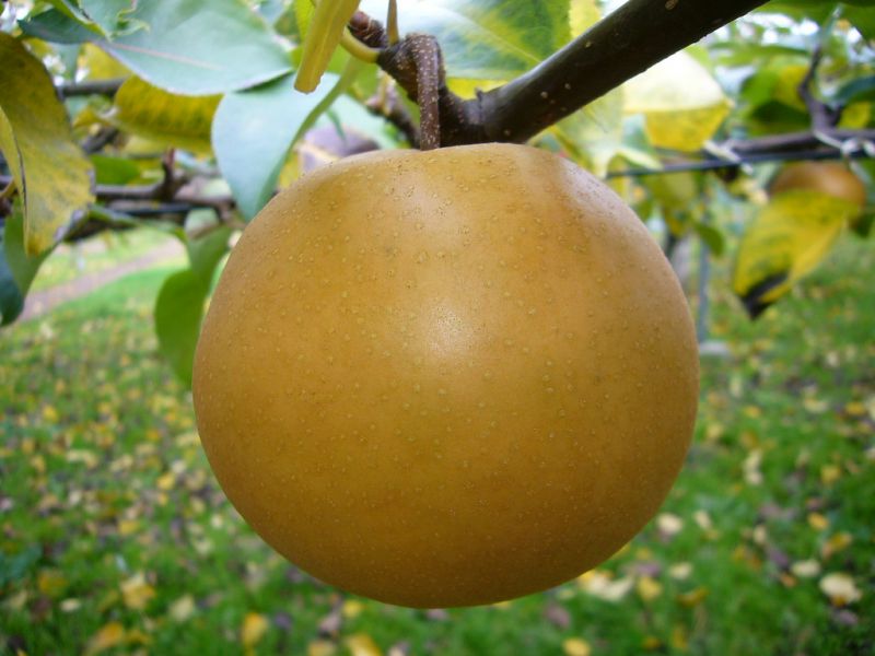 lê nhật - nashi lê nhật - nashi