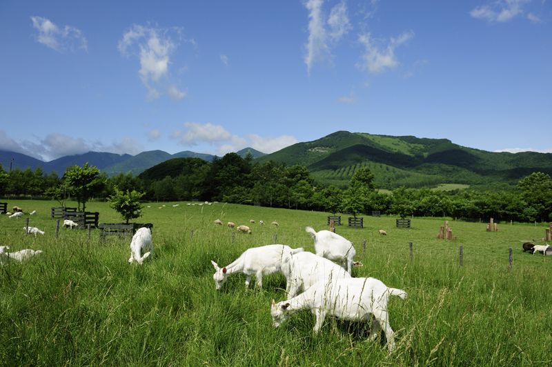 十勝千年の森 十勝千年の森