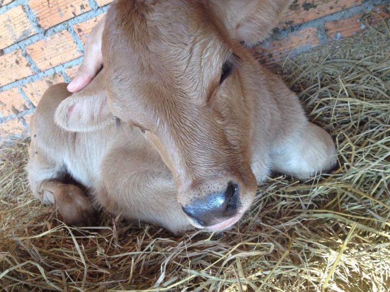 bò Jersey bò Jersey