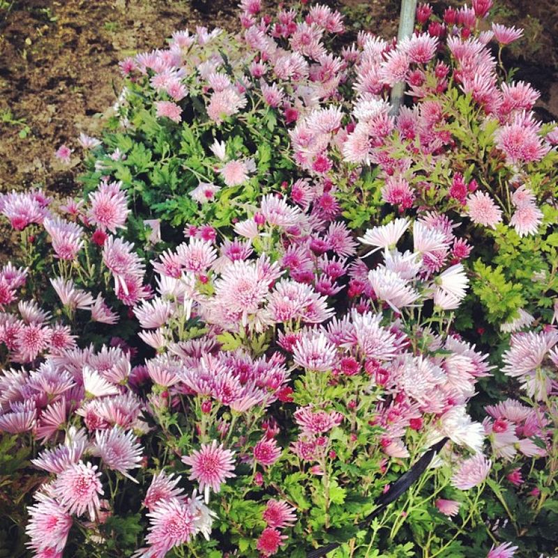 vuon-hoc-cuc vuon-hoc-cuc