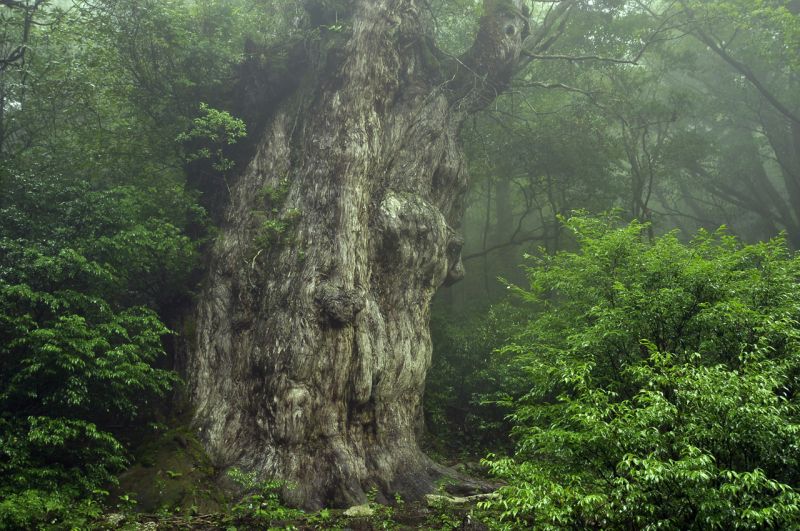 cây Jomon-sugi