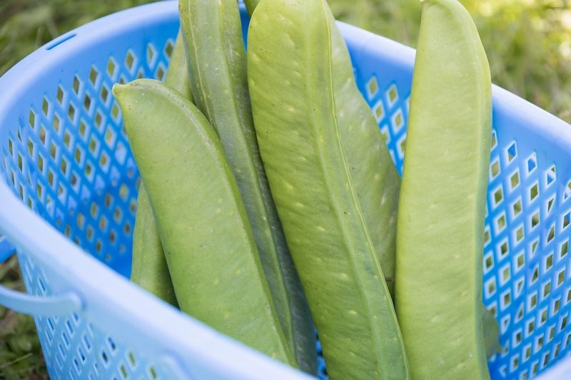 Đậu kiếm Natamame