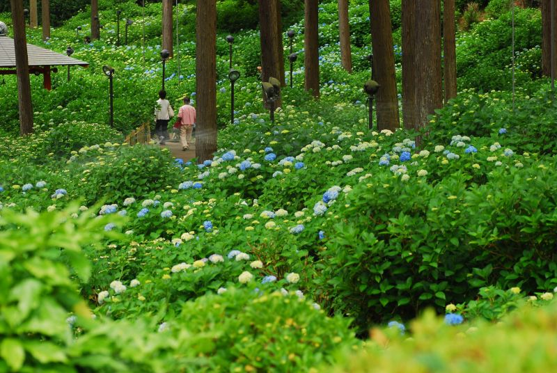 rừng hoa Ajisai chùa Mimuroto