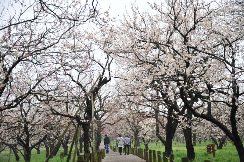 vườn mơ Kairakuen