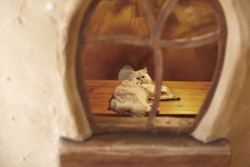 cat cafe cat cafe