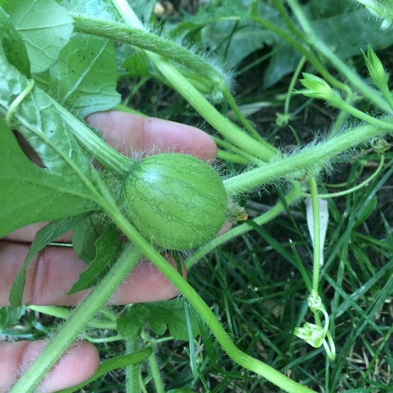 Kỹ thuật trồng dưa hấu vuông Kỹ thuật trồng dưa hấu vuông