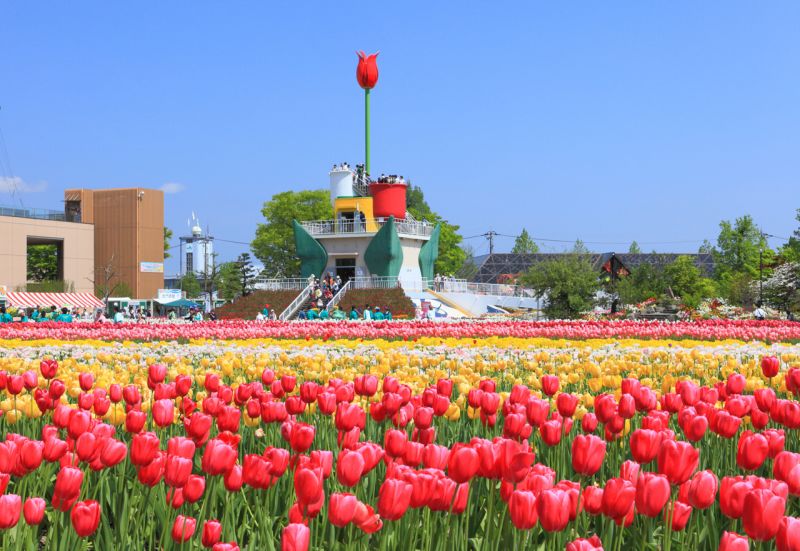 công viên hoa Tulip Tonami