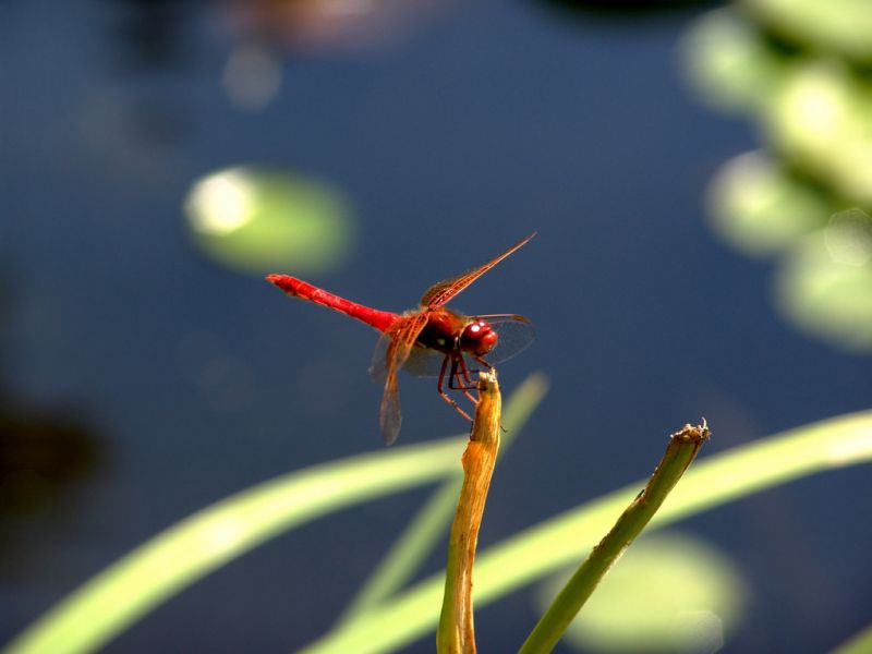 chuồn chuồn đỏ