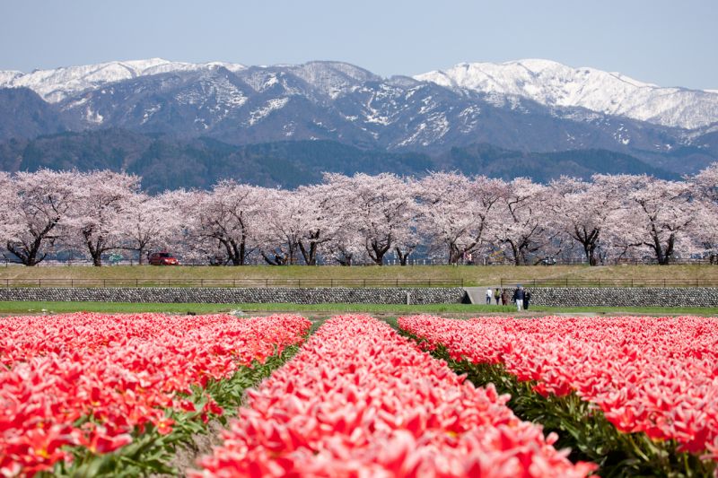 Hội ngộ mùa xuân tại Toyama
