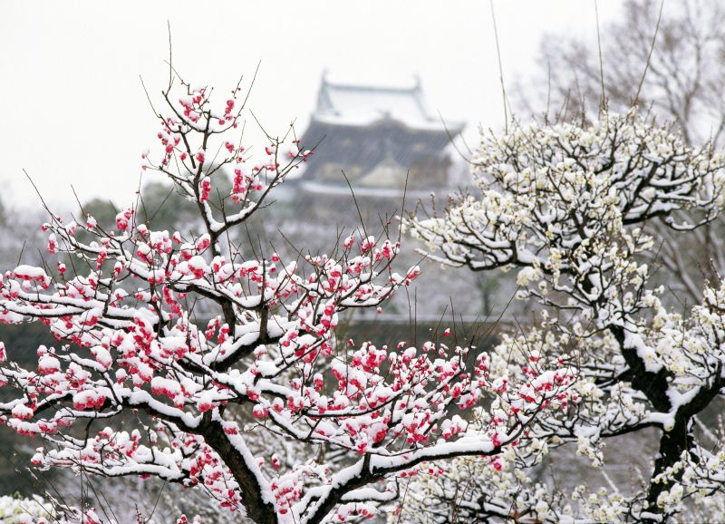 hoa Ume trong tuyết trắng hoa Ume trong tuyết trắng