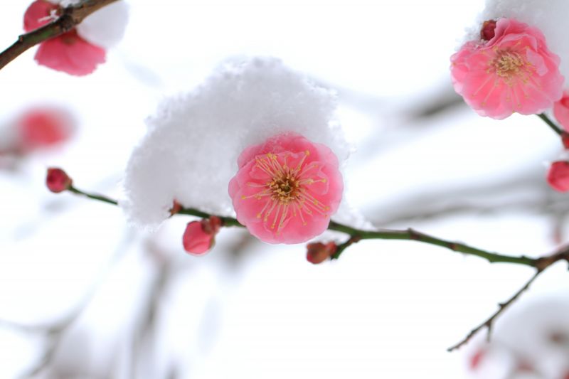 hoa Ume trong tuyết trắng hoa Ume trong tuyết trắng