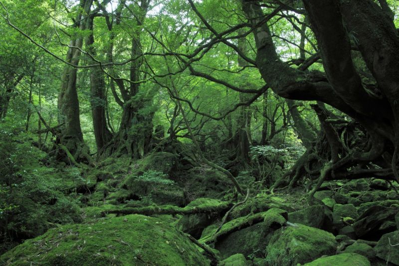đảo yakushima, kagoshima đảo yakushima, kagoshima