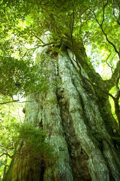 đảo yakushima, kagoshima đảo yakushima, kagoshima