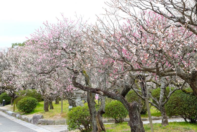 Kyushu, vùng đất của những viên ngọc ẩn mình