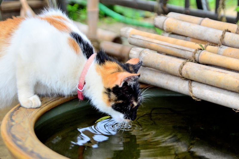 Nước ở Nhật Bản nổi tiếng là ngon, sạch