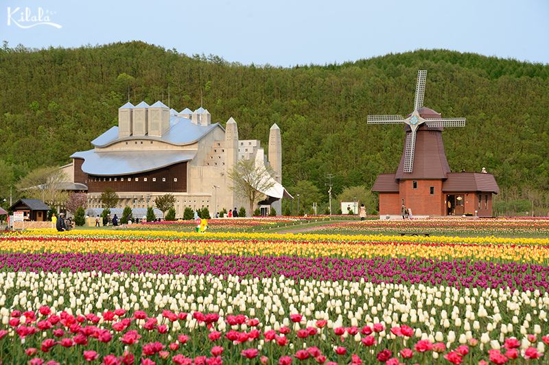 đồng hoa Tulip ở Kamiyubetsu