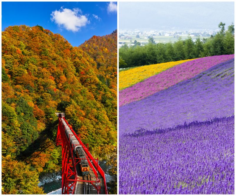 feel japan in vietnam 2017