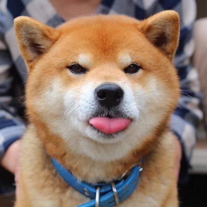 Shiba là loài chó được yêu thích nhất