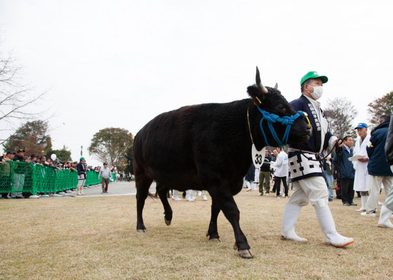 Thịt bò Matsusaka