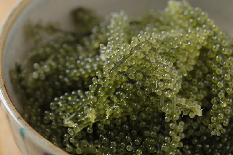 Rong biển Rong biển