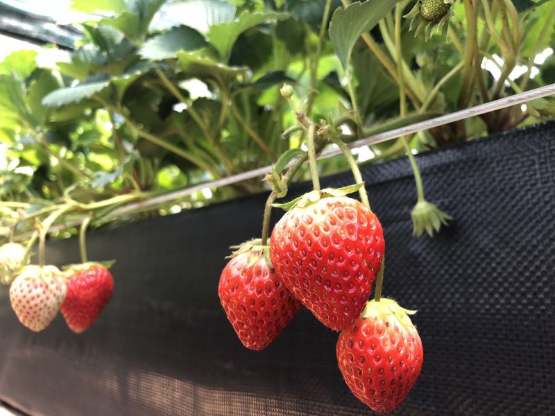 クリエートスターベトナム