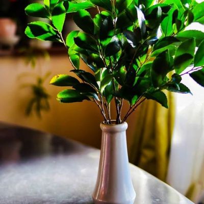 cây Sakaki cây Sakaki