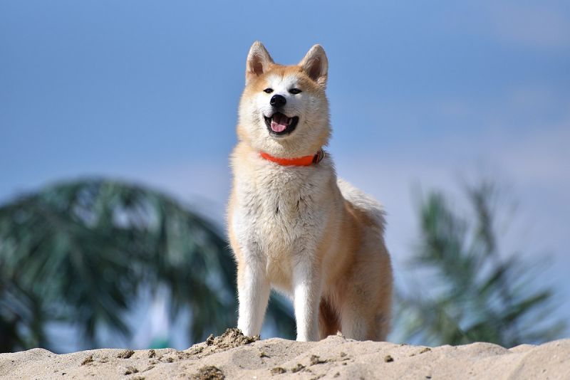 Chó Akita Inu