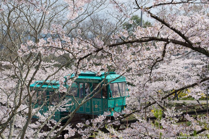 7 điểm ngắm hoa anh đào đẹp, lạ ở Nhật